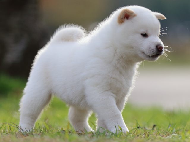 fp5a6135-puppy fp5a6135-puppy