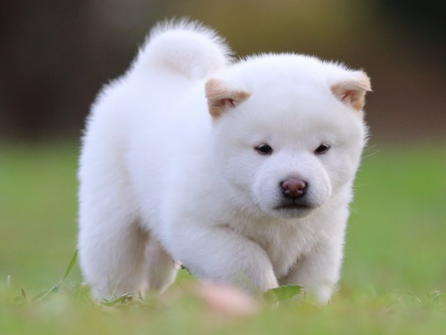 fp5a6216-puppy fp5a6216-puppy