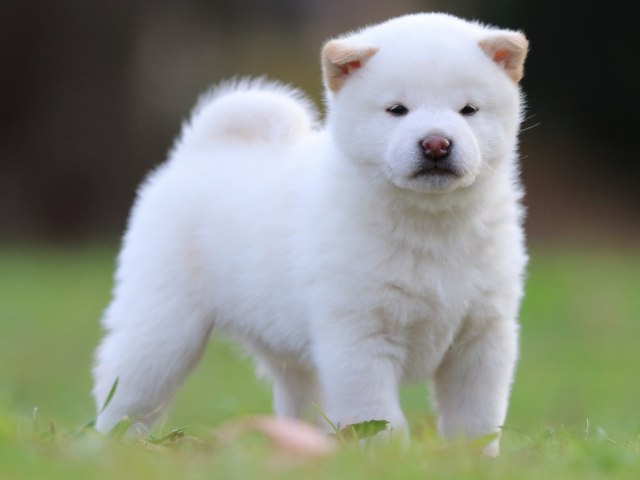 fp5a6218-puppy fp5a6218-puppy