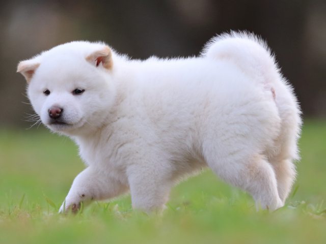 fp5a6233-puppy fp5a6233-puppy