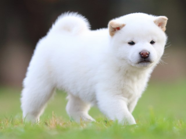 fp5a6242-puppy fp5a6242-puppy
