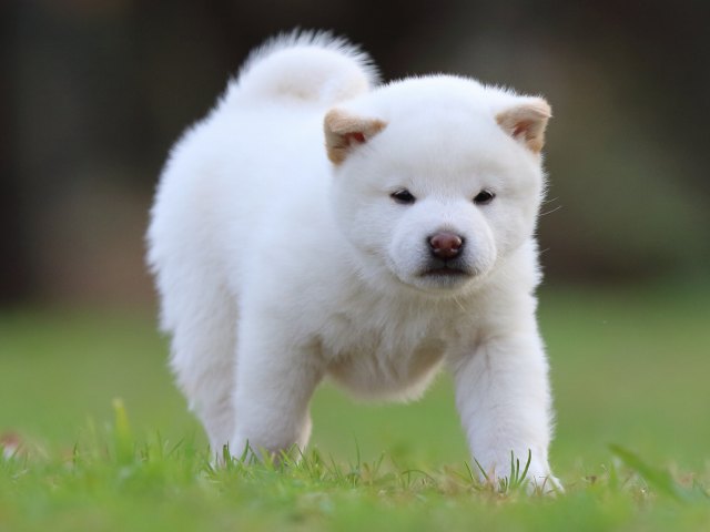 fp5a6248-puppy fp5a6248-puppy