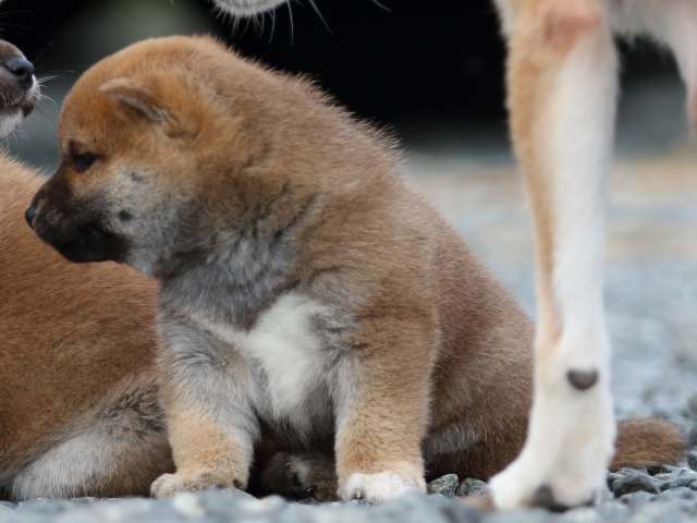 fp5a9354-puppy fp5a9354-puppy