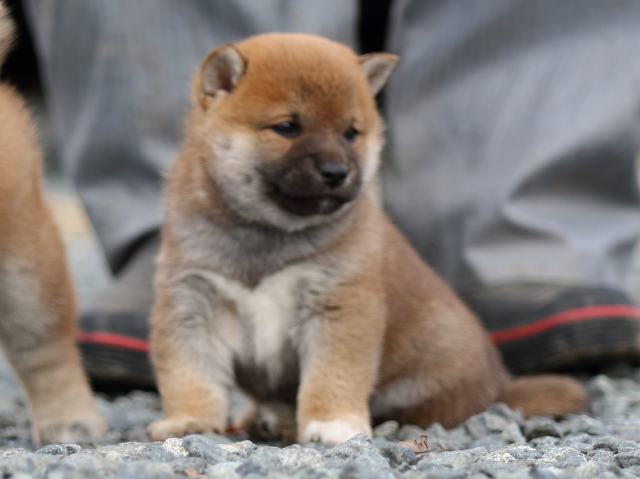 fp5a9359-puppy fp5a9359-puppy