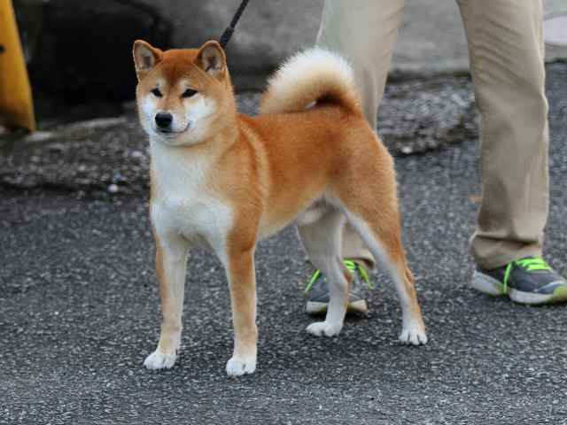 fp5a9554-puppy fp5a9554-puppy