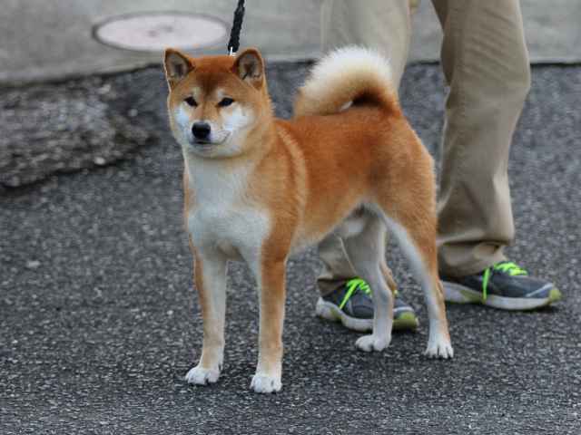 fp5a9572-puppy fp5a9572-puppy