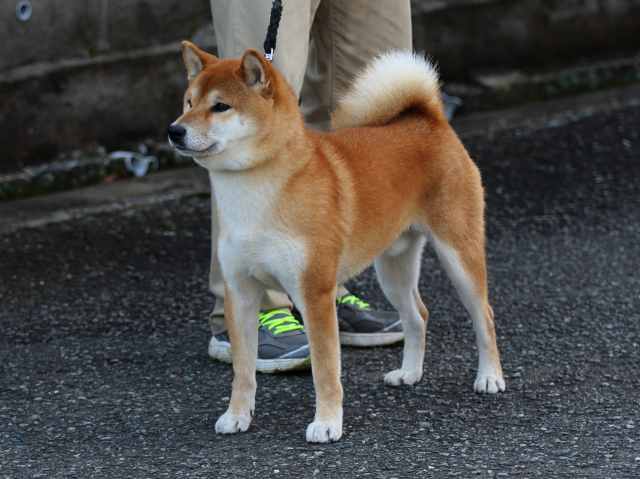 fp5a9593-puppy fp5a9593-puppy