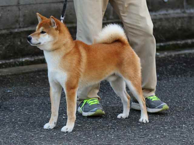 fp5a9616-puppy fp5a9616-puppy
