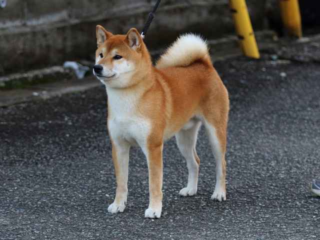 fp5a9636-puppy fp5a9636-puppy
