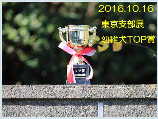 幼稚犬TOP賞メス 幼稚犬TOP賞メス