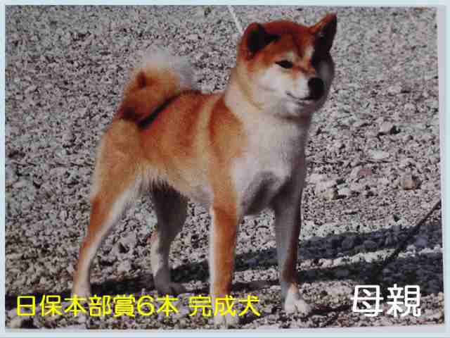 北桜の葉月号 北桜の葉月号