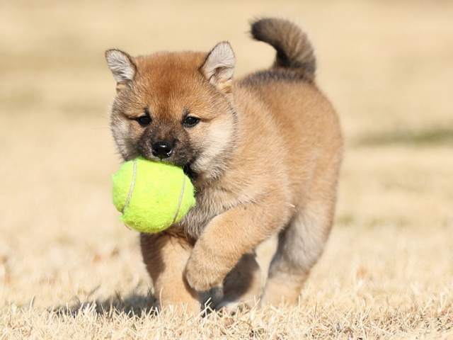 AI5I0030-puppy AI5I0030-puppy