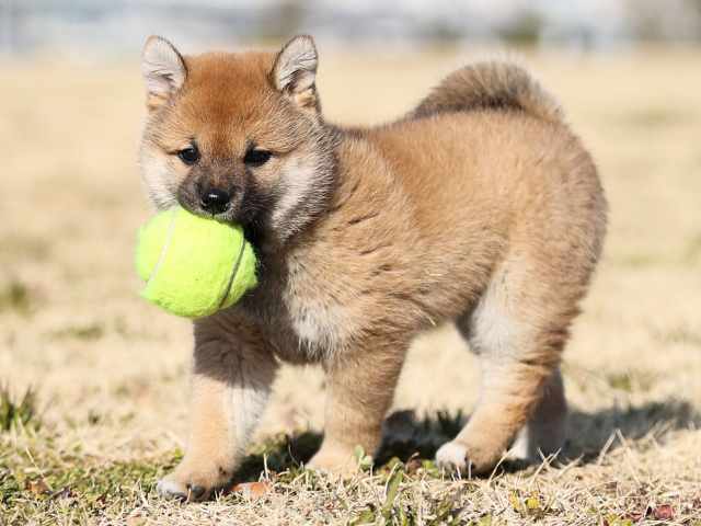 AI5I0077-puppy AI5I0077-puppy