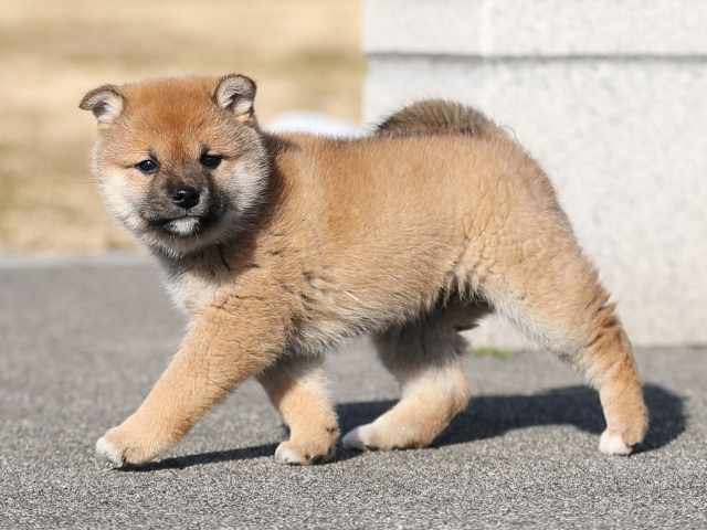AI5I0135-puppy AI5I0135-puppy