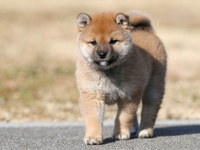 AI5I0158-puppy AI5I0158-puppy