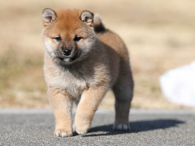 AI5I0165-puppy AI5I0165-puppy