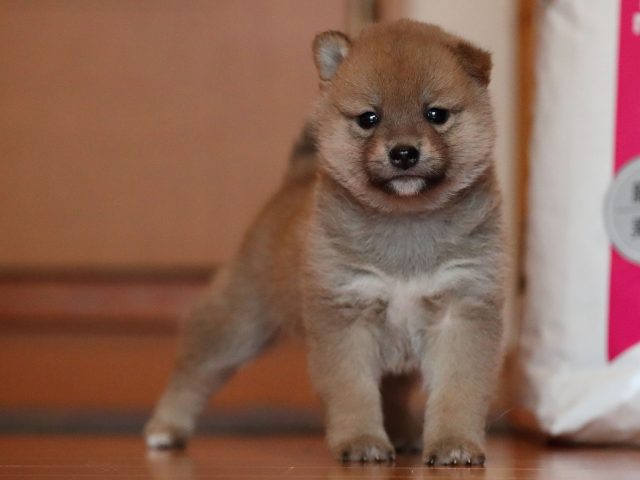 AI5I0198-puppy AI5I0198-puppy