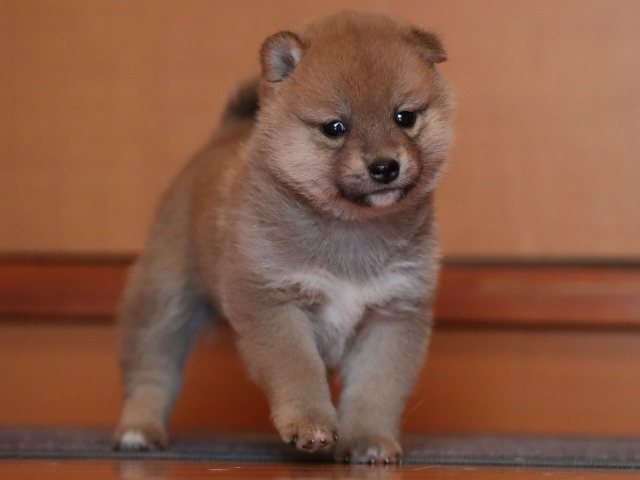 AI5I0208-puppy AI5I0208-puppy