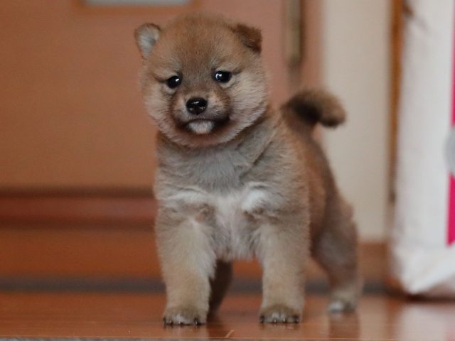 AI5I0226-puppy AI5I0226-puppy