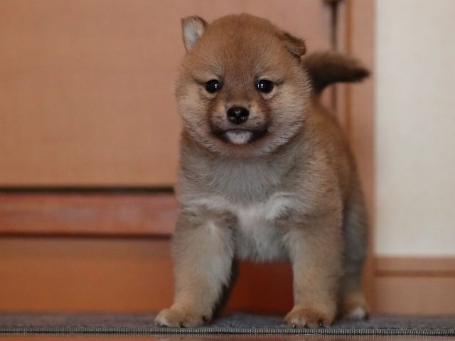AI5I0233-puppy AI5I0233-puppy