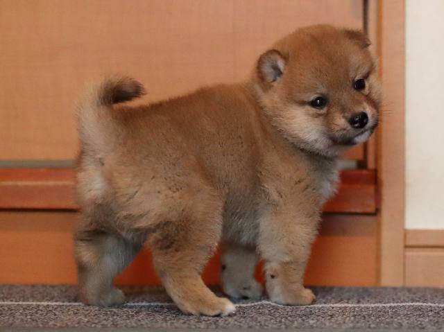 AI5I0236-puppy AI5I0236-puppy