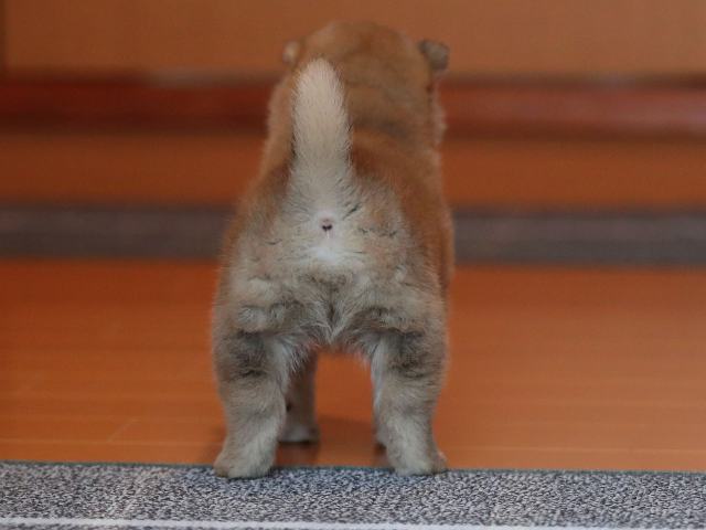 AI5I0249-puppy AI5I0249-puppy