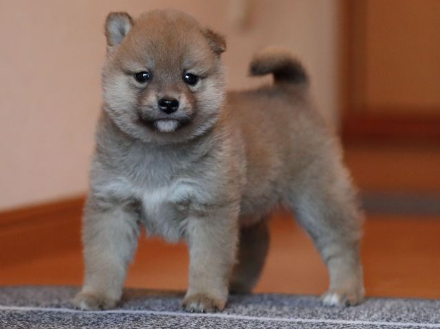 AI5I0267-puppy AI5I0267-puppy