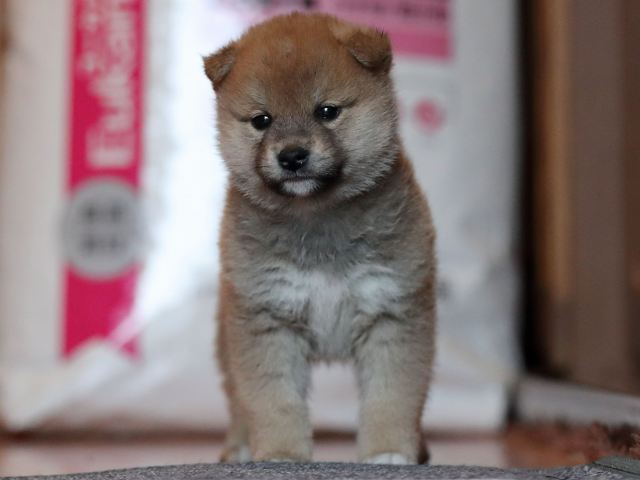 AI5I0281-puppy AI5I0281-puppy