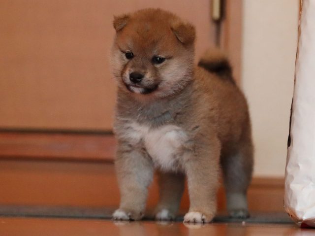 AI5I0292-puppy AI5I0292-puppy