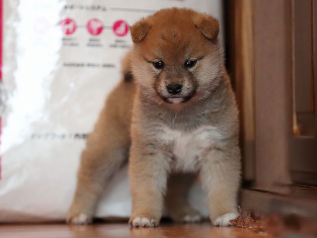 AI5I0327-puppy AI5I0327-puppy