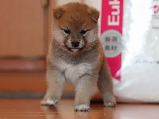 AI5I0334-puppy AI5I0334-puppy