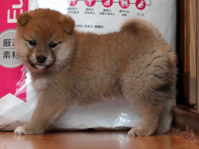 AI5I0349-puppy AI5I0349-puppy