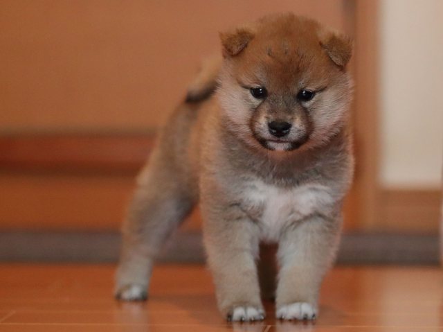 AI5I0369-puppy AI5I0369-puppy