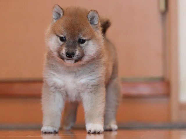 AI5I0395-puppy AI5I0395-puppy
