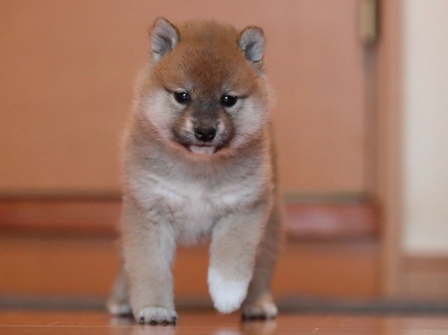 AI5I0399-puppy AI5I0399-puppy