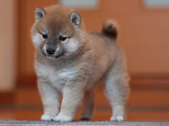 AI5I0447-puppy AI5I0447-puppy