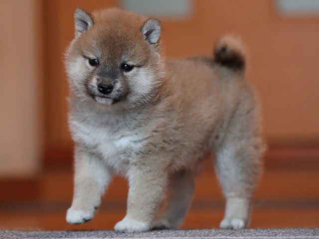 AI5I0452-puppy AI5I0452-puppy