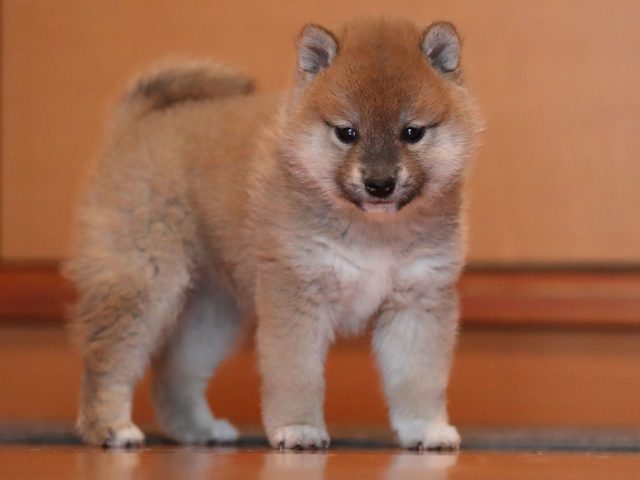 AI5I0457-puppy AI5I0457-puppy