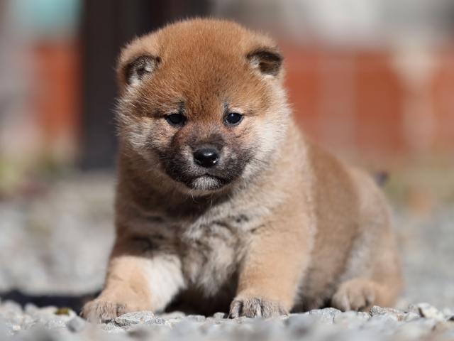 AI5I0468-puppy AI5I0468-puppy