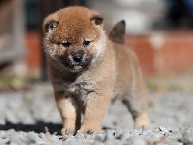 AI5I0471-puppy AI5I0471-puppy