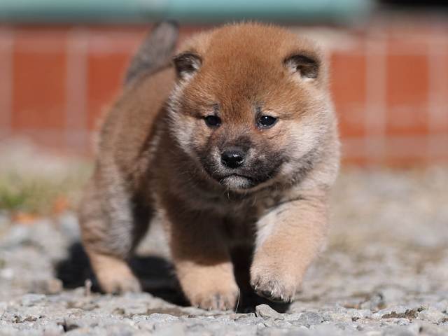 AI5I0488-puppy AI5I0488-puppy