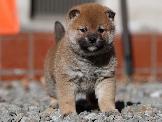 AI5I0562-puppy AI5I0562-puppy