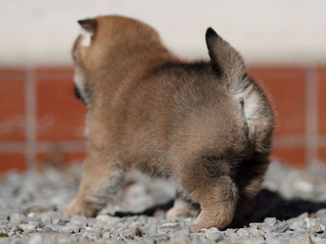 AI5I0624-puppy AI5I0624-puppy