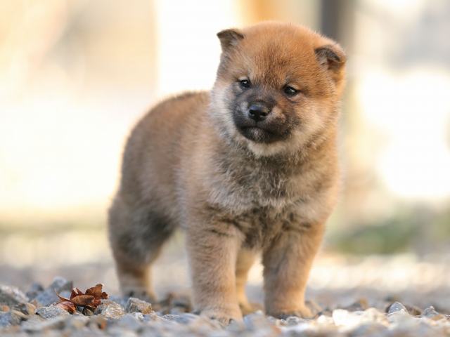 AI5I0755-puppy AI5I0755-puppy