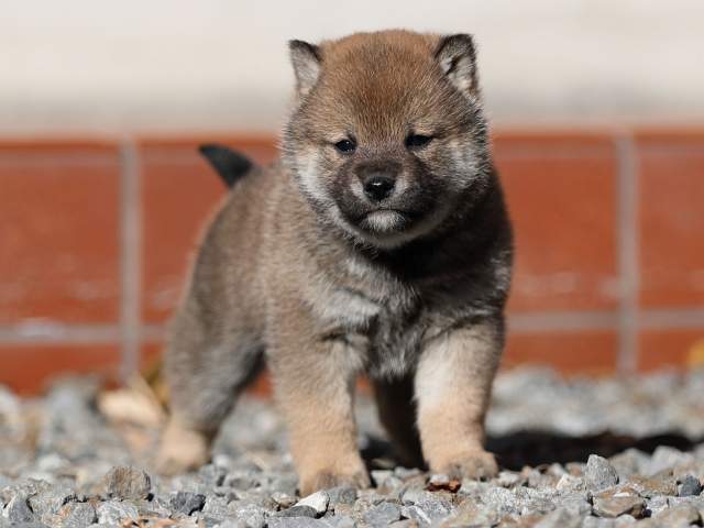 AI5I0809-puppy AI5I0809-puppy