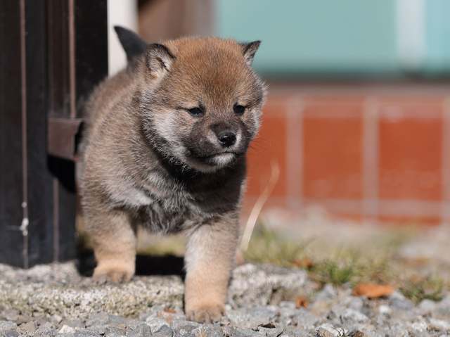 AI5I0869-puppy AI5I0869-puppy