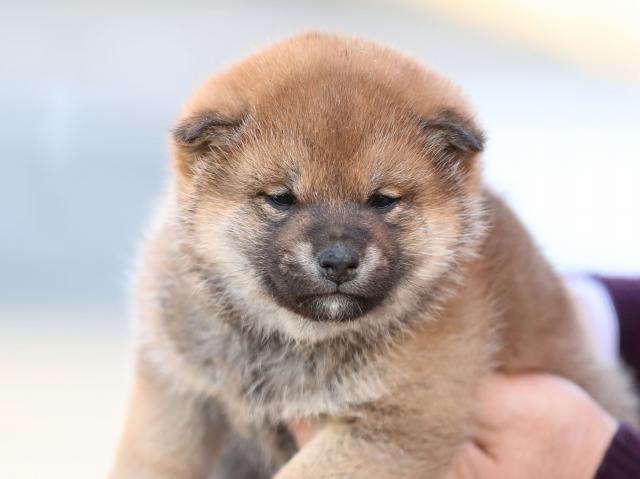 AI5I0918-puppy AI5I0918-puppy