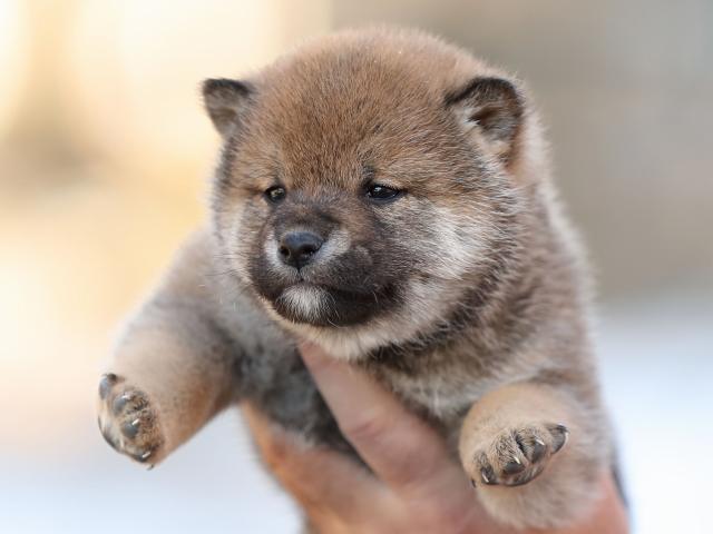 AI5I0933-puppy AI5I0933-puppy