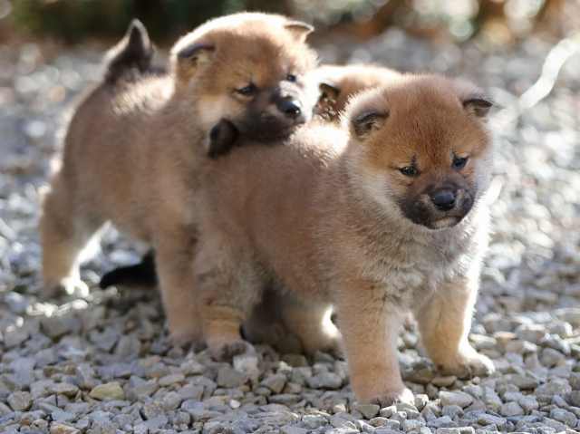 AI5I0988-puppy AI5I0988-puppy