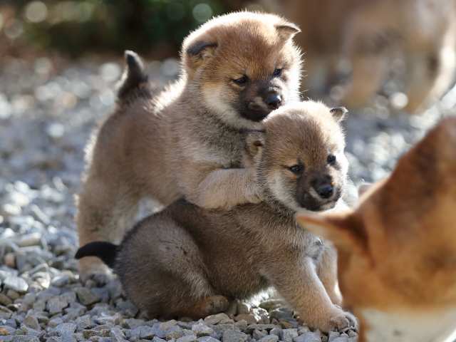AI5I0999-puppy AI5I0999-puppy